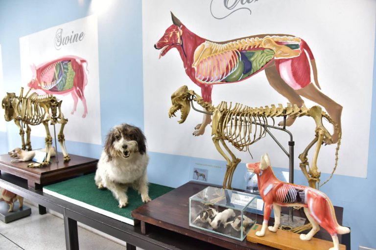 “3D Dog Eye Anatomy Model for Self Learning” Wins a Gold Medal at IWA ...