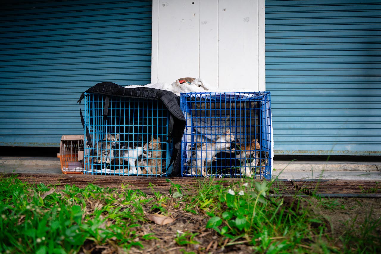 42 kittens were caged and dumped near Soi Dog shelter.