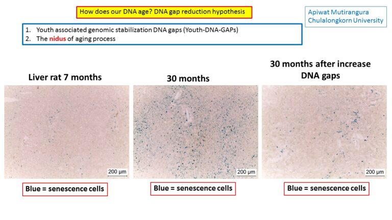 Aging cells in 3 groups of mice