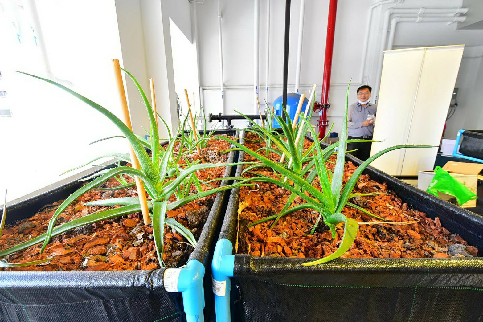 Faculty of Dentistry, Chulalongkorn University to cultivate Aloe Vera plants for dental research