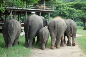 Asian elephants in Thailand