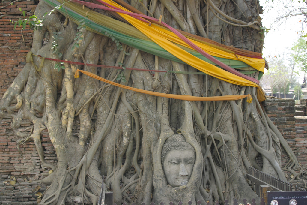 Buddha Head in Tree Roots at Wat Mahathat, Ayutthaya