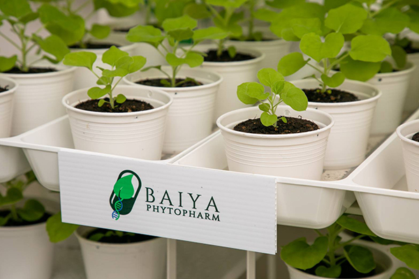 Baiya's phytopharm's plant-based technology