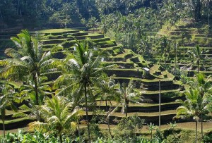 Terrace farming in the Subak system in Bali, Indonesia