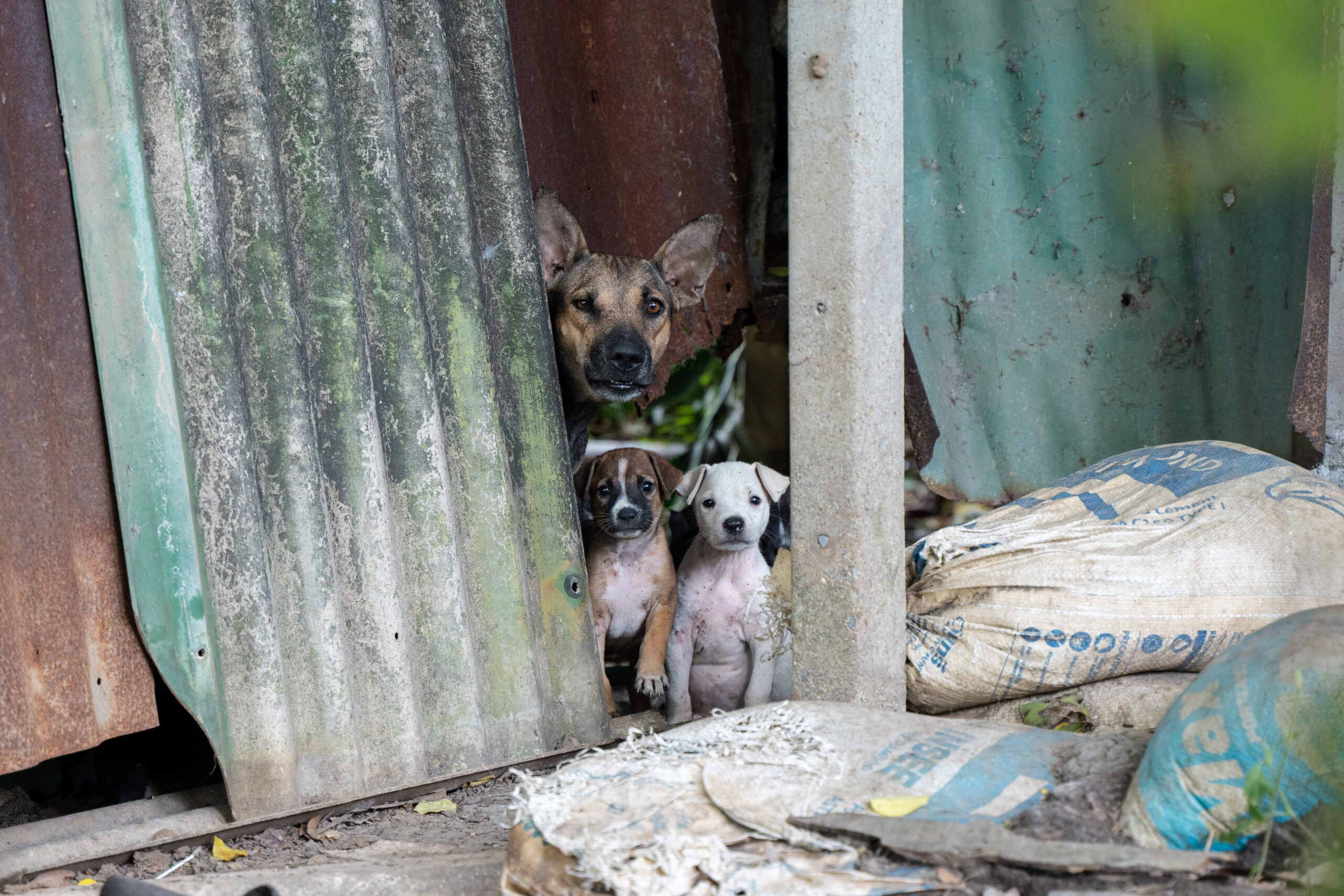 Bangkok is home to a large population of stray animals.