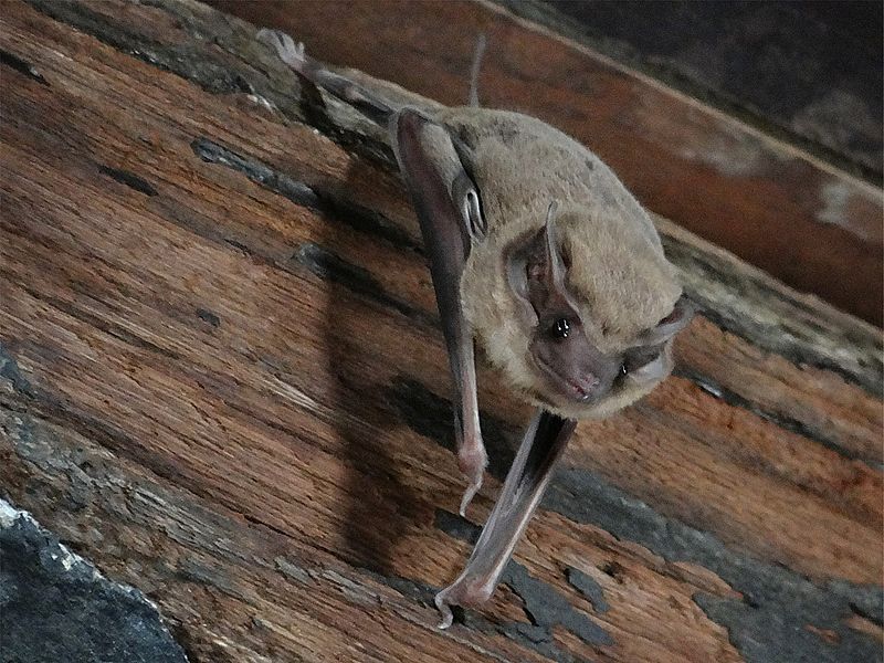 Bat inside the Phra Prang Sam Yod temple in Lopburi, Thailand