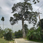 A big Yang Tree in Koh Phangan Island, Thailand