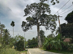 A big Yang Tree in Koh Phangan Island, Thailand