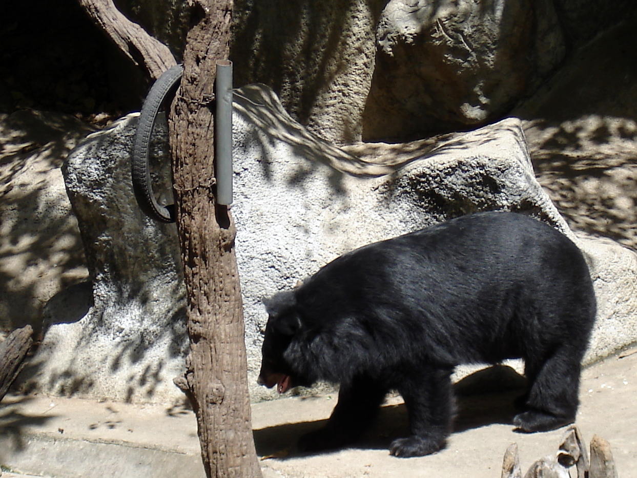 A Formosan Black Bear at Chiang Mai Zoo, Thailand.
