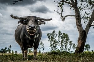 Buffalo in rural Thailand