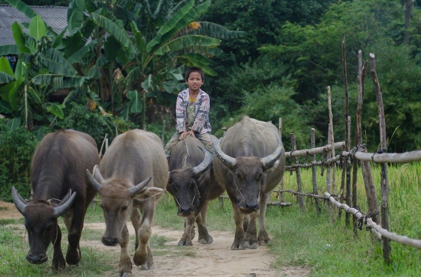 Boy riding a buffalo in Thailand