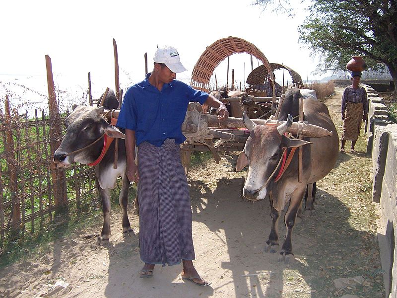 Myanmar man in traditional Burmese male wear called "longyi"