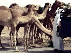 Camels in Fujairah, UAE