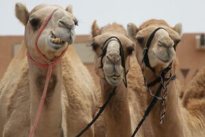 Camels in Al Ain, UAE