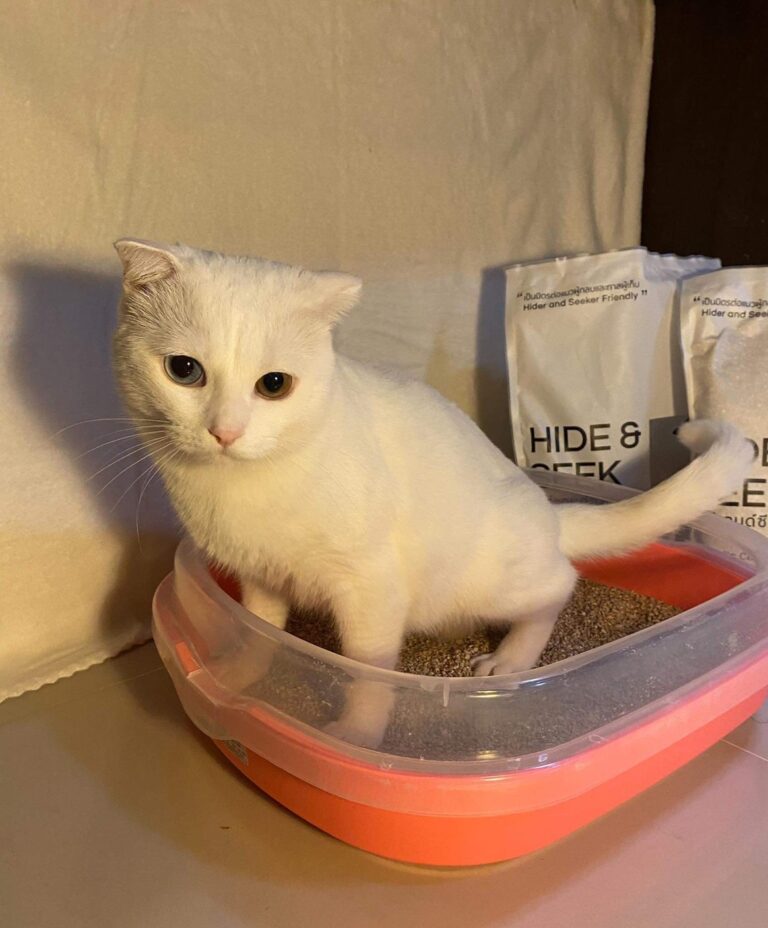 Cat litter from cassava