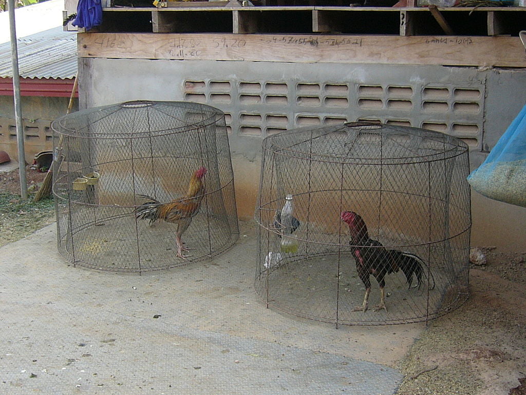 Thai chicken in separate cages