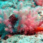 Coral in Thailand
