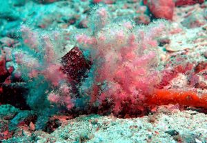 Coral in Thailand