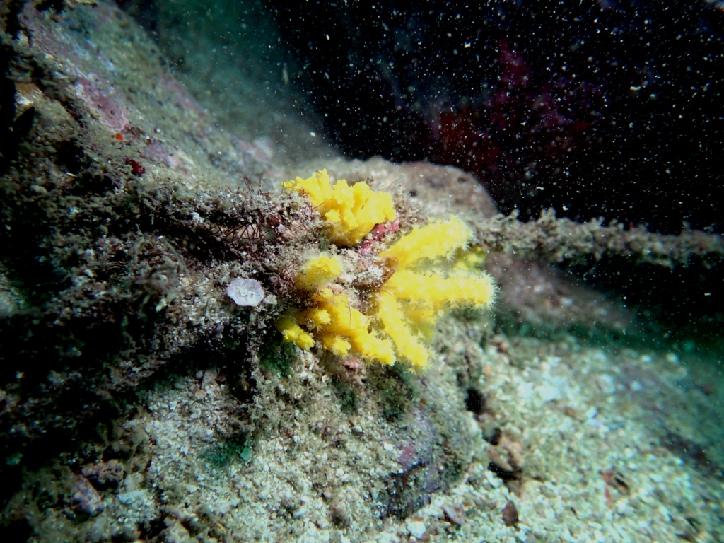 Coral in Thailand