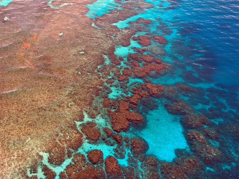 Coral great barrier reef