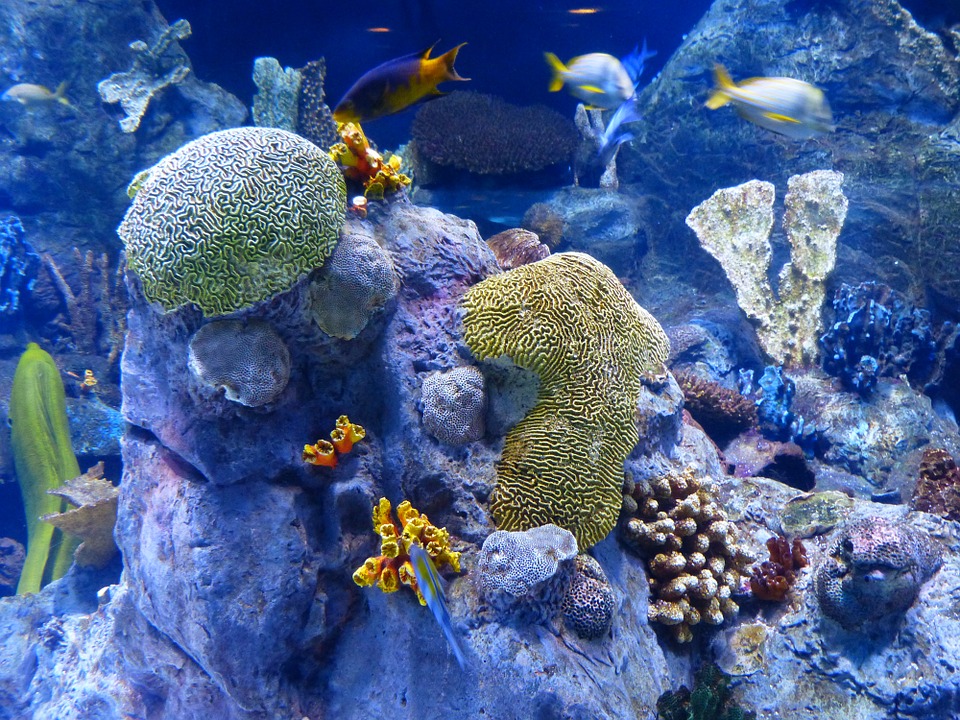 Coral reef in Thailand