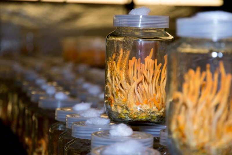Chula Innovation in Cancer Prevention: Bio-robots Transporting Cordyceps Extract