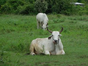 Cows in countryside Thailand