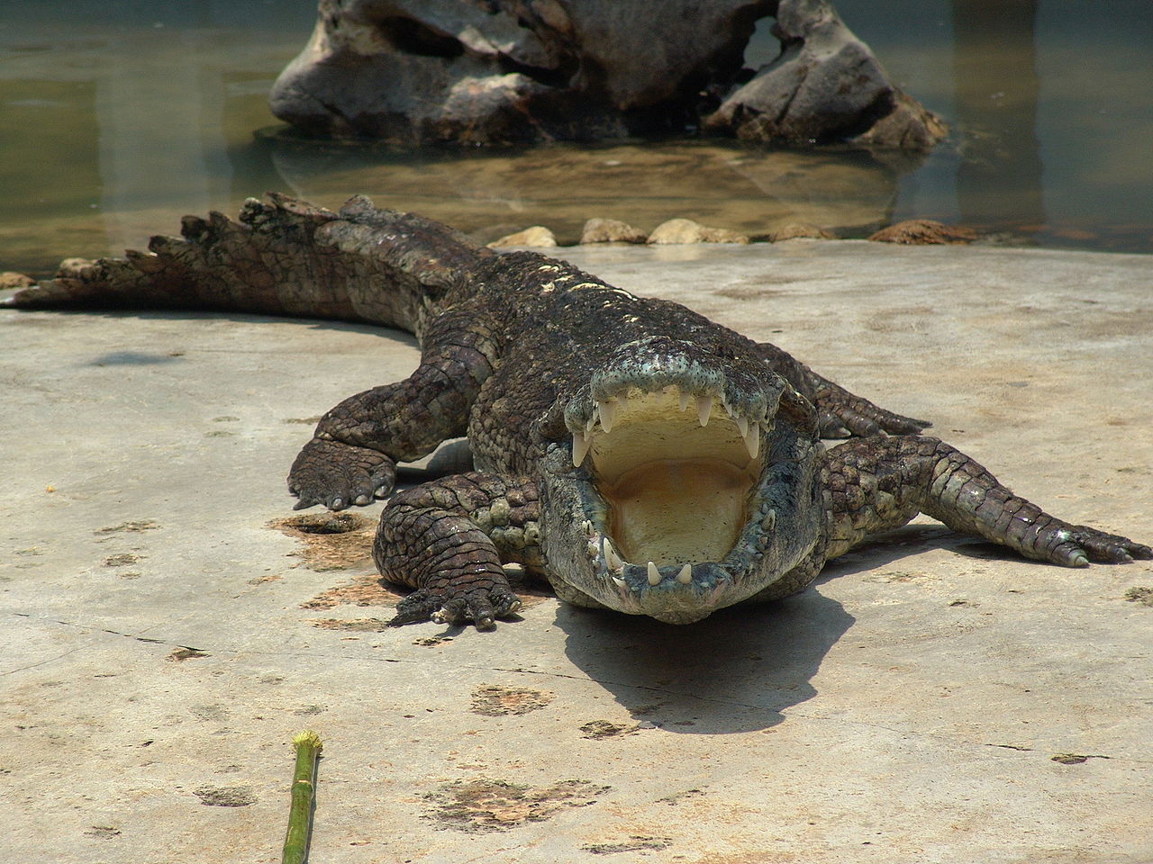 Crocodile Farm near Bangkok.