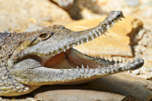 A crocodile with open mouth shows its teeth
