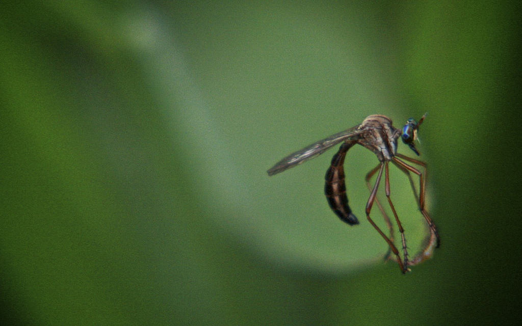 Dengue fever mosquito close-up