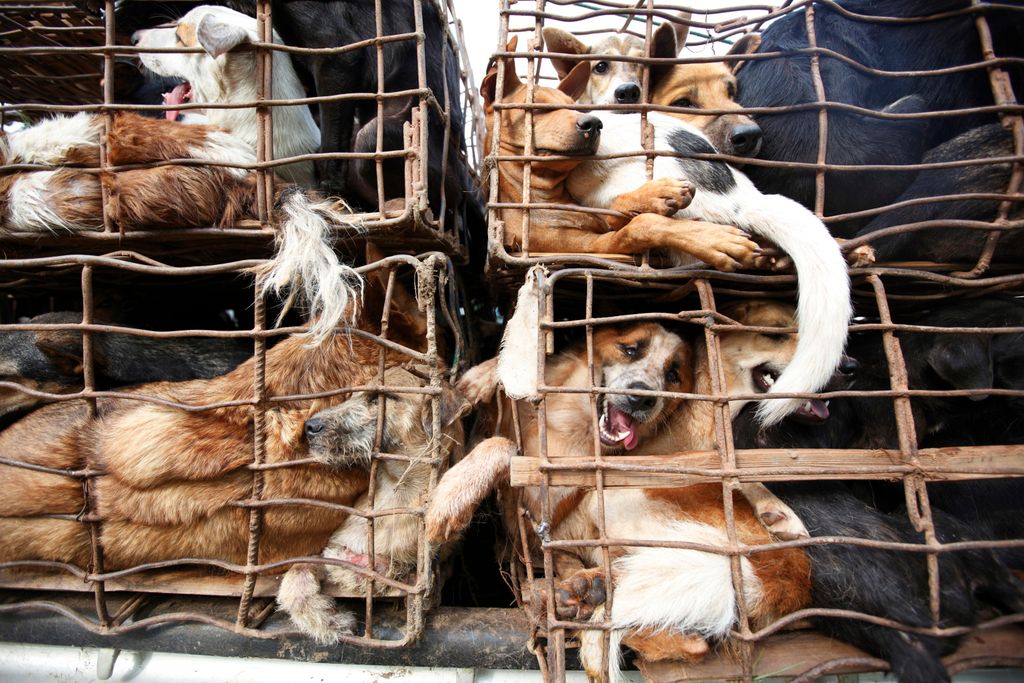Dogs on the truck on the way to slaughter house in Vietnam