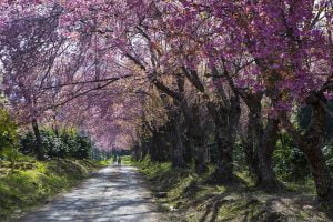 Doi Inthanon National Park, Chiang Mai