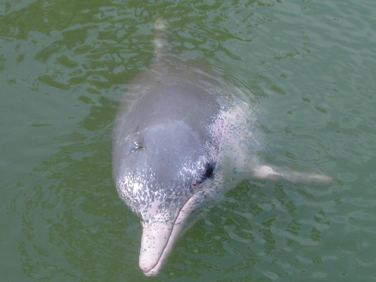 Pink Dolphin