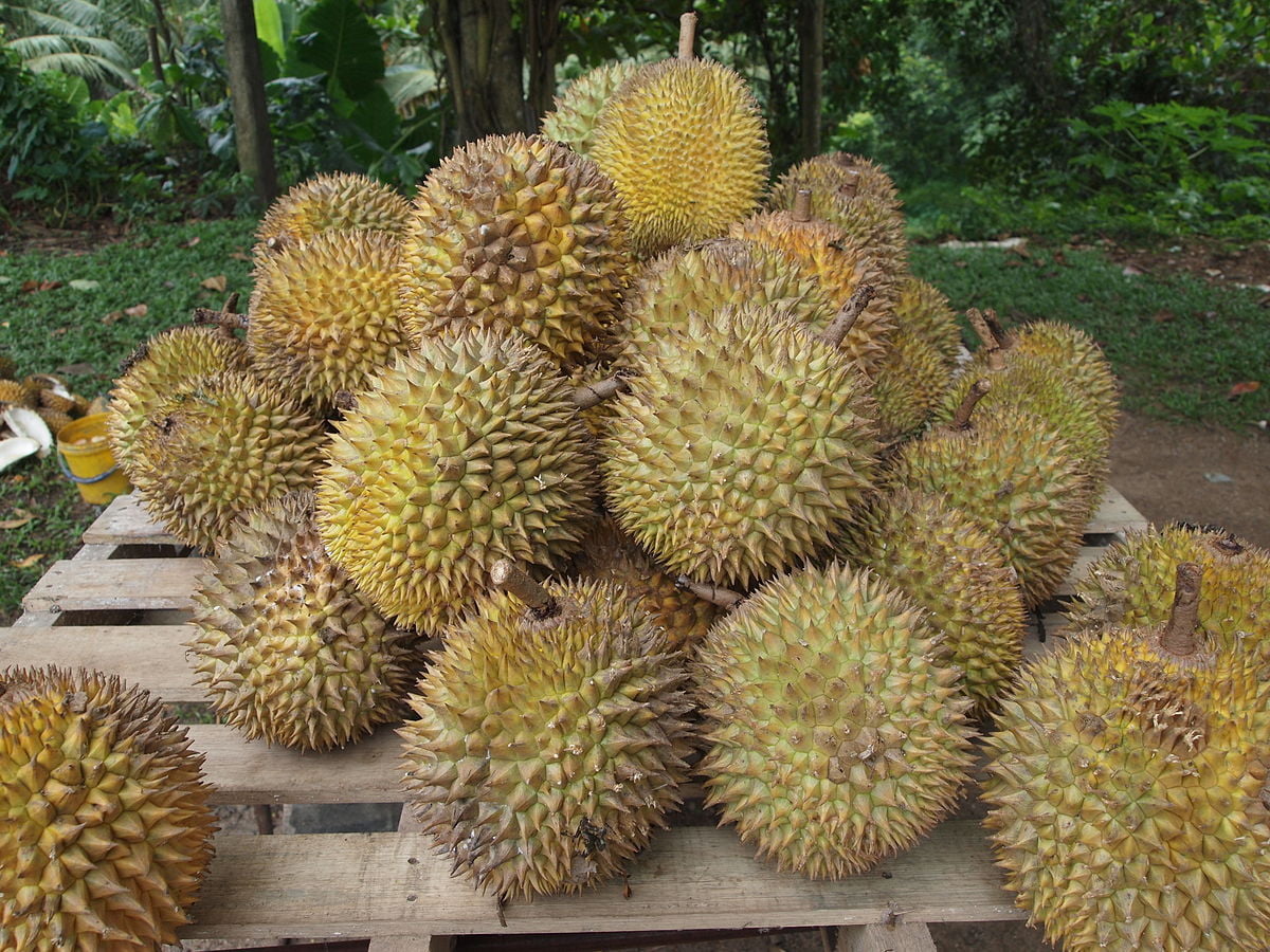Durian fruits in Malaysia