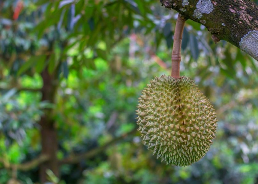 Thailand Implements New Durian Export Standards