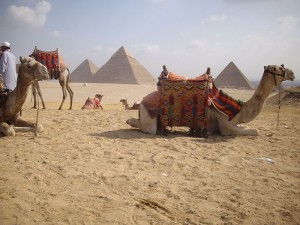 Camels and the Pyramids in Egypt