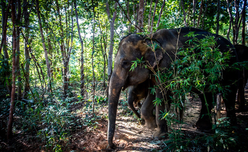 An Elephant in Thailand