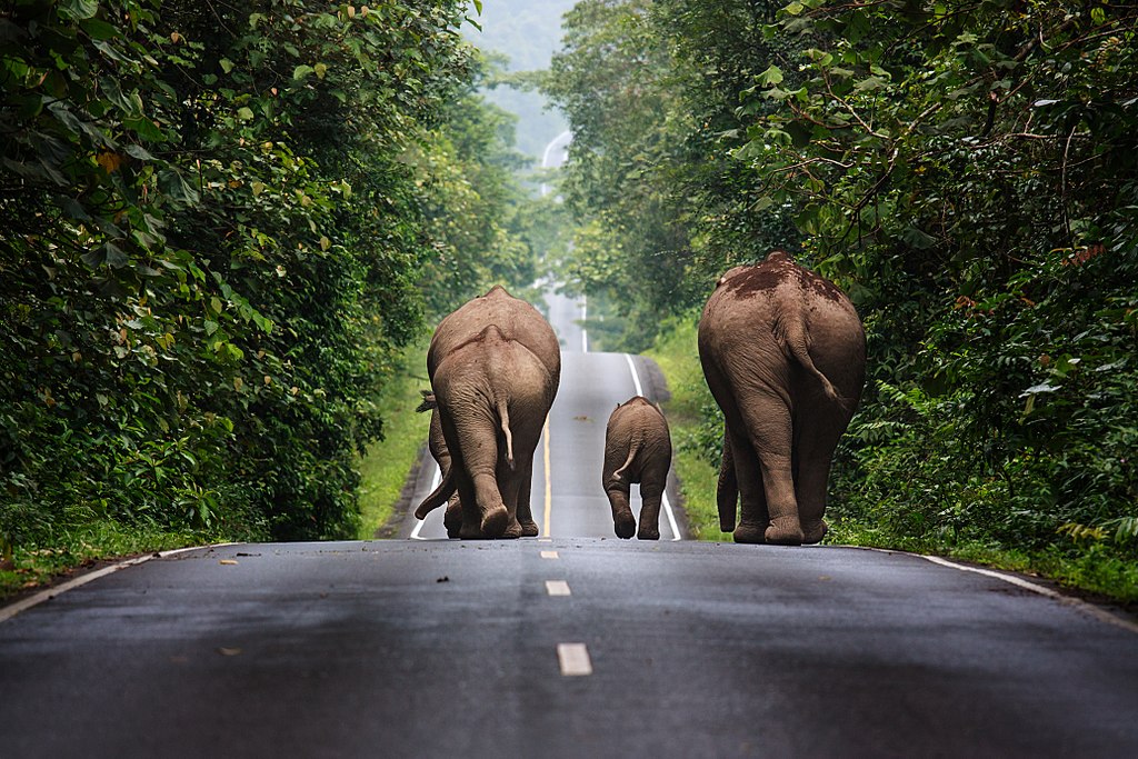 Wild elephants walking in Khao Yai National Park