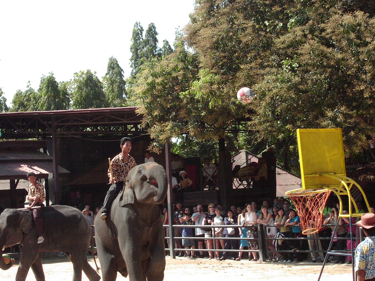 Elephants playing basketball at Nong Nooch Orchid Wonderland, Pattaya