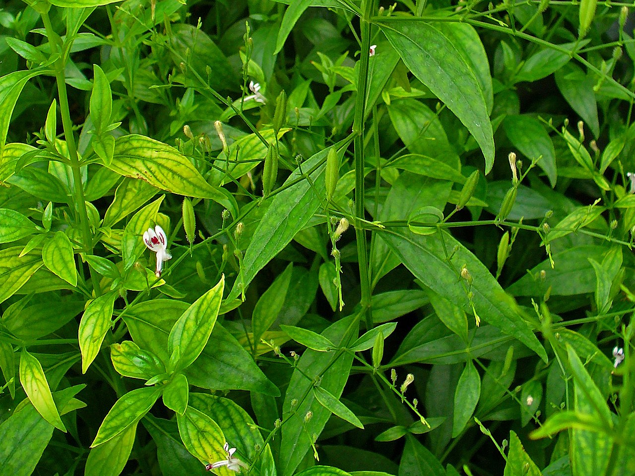 Fah Talai Jone also known as Andrographis paniculata, and Green Chiretta