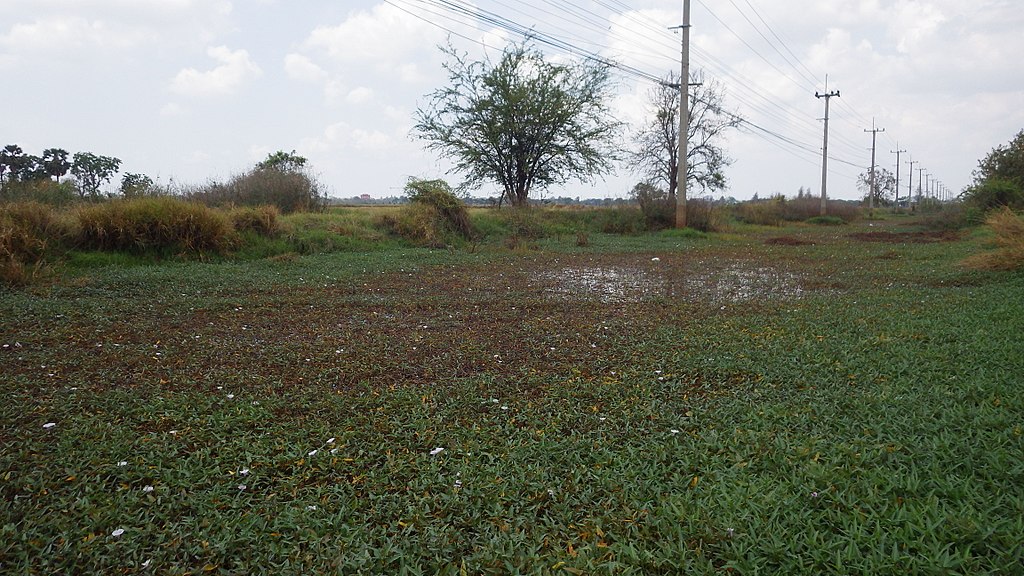 Field near the Bangkok-Khon Kaen road in Nakhon Ratchasima Province