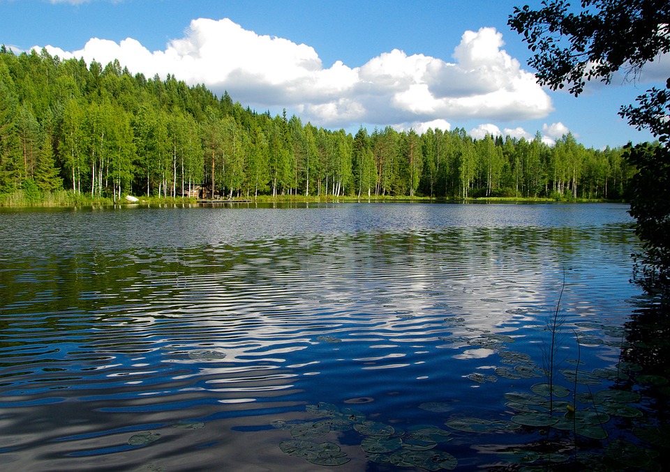 Forest and lake in Finland