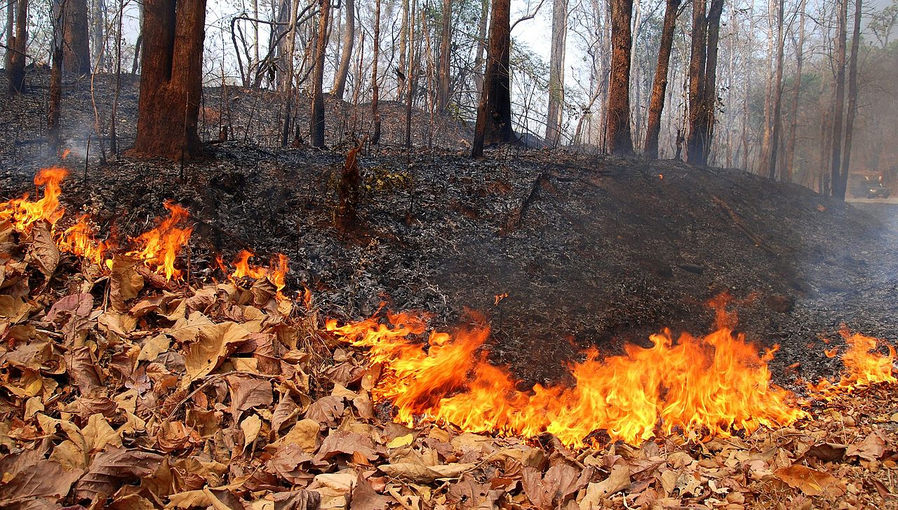 Forest fire in Mae Hong Son province, Northern Thailand
