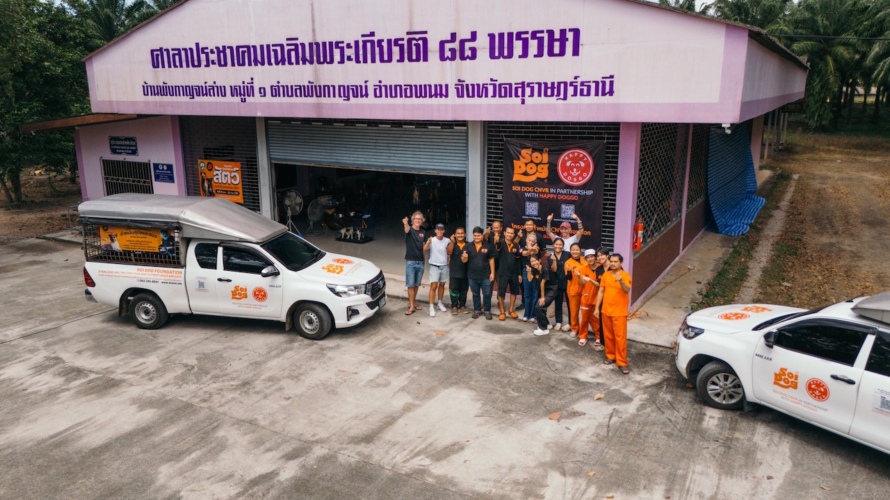 Happy Doggo and Soi Dog Foundation team joined together to spay and neuter 2000 animals a month - more than 20,000 animals in a year.