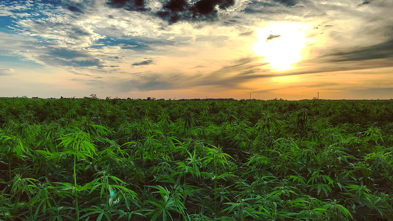 Hemp Plants in Lithuania