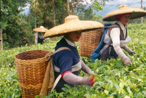 Indonesian women harvesting tea in Bogor, West Java