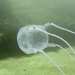 Box jellyfish