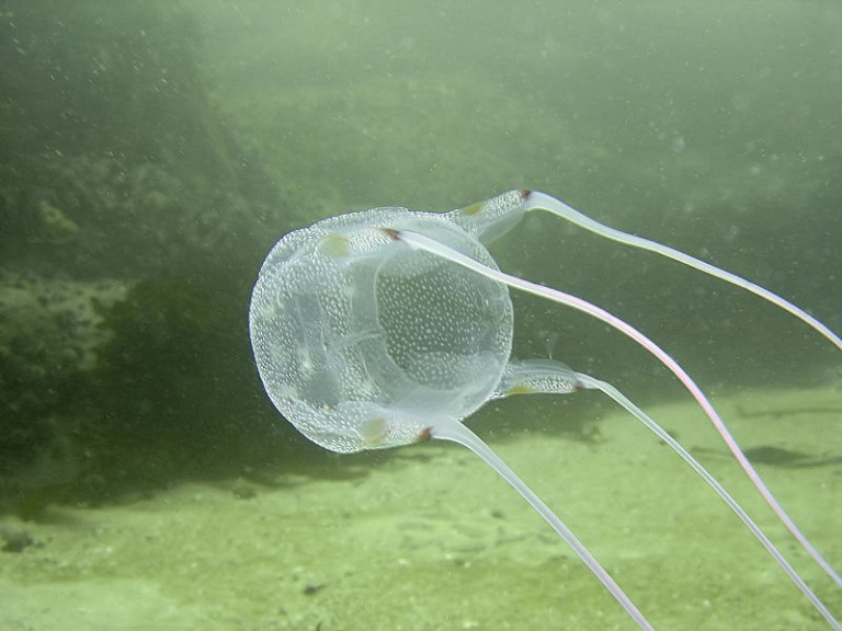 Box jellyfish