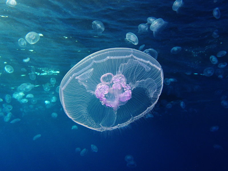 Moon jellyfish Aurelia aurita, Red Sea