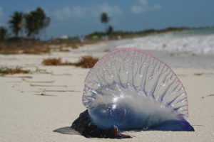 Venomous Portuguese man-o-war which is not a jellyfish but a siphonophore